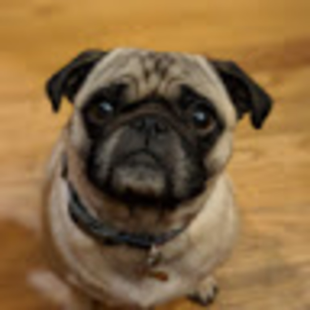 Meet your Posher, Bo